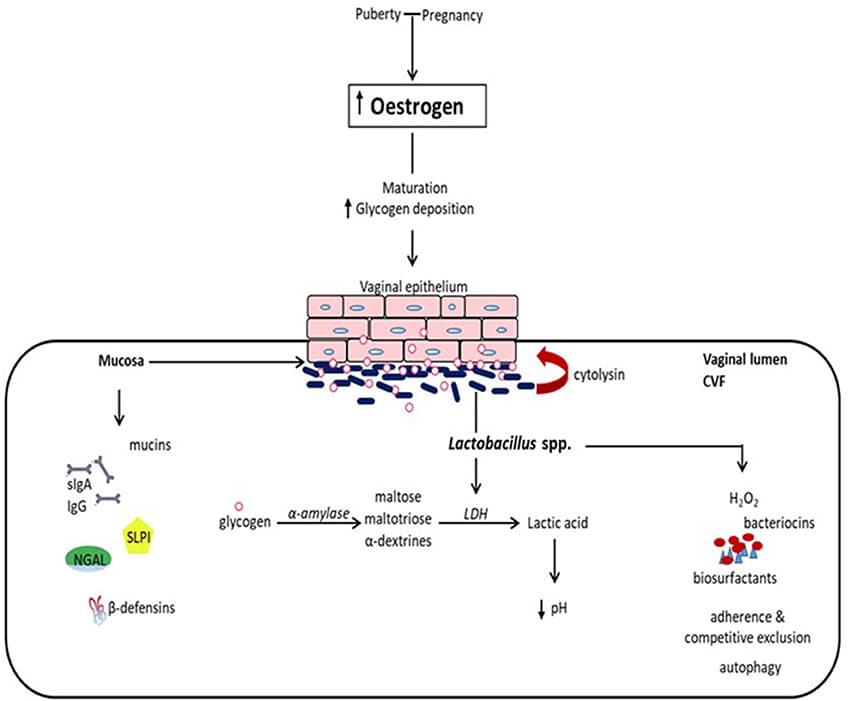 Schéma : les œstrogènes augmentent le glycogène de l’épithélium vaginal, dégradé en acide lactique par les Lactobacillus, ce qui abaisse le pH et renforce les défenses de la muqueuse.